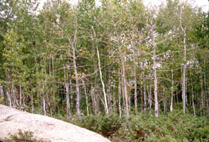 A stand of birch trees