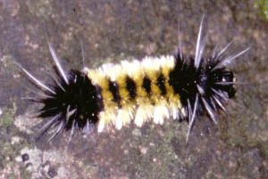 Fuzzy caterpillar