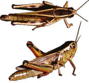 Top and side views of a grasshopper