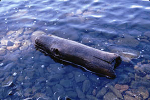 Log on shore of Todd Harbor