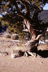 A twisted tree