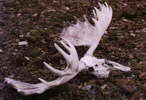 Moose Skull