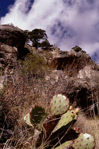 Hillside with cactii