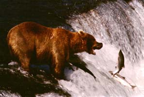 Bear waiting for fish