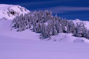 Snow covered trees